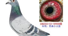 以极速火箭怎么样？（探索未来航天科技）